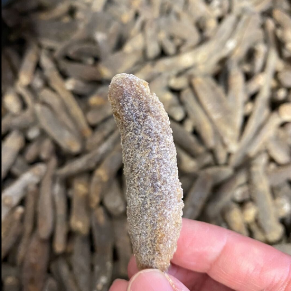 sea_cucmber_1_1